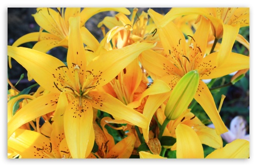 Yellow Lilies HD wallpaper for Wide 16:10 Widescreen WHXGA WQXGA WUXGA WXGA ;