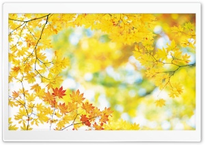Yellow Maple Leaves wallpaper