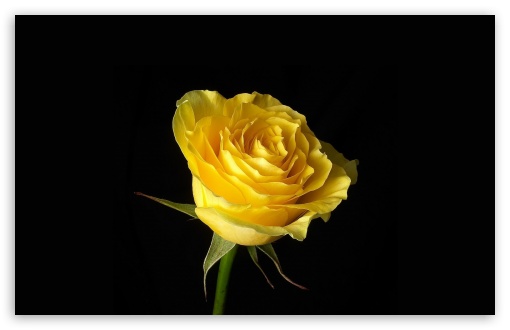 1 Yellow Rose HD wallpaper for