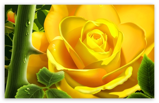 1 Yellow Rose Illustration HD