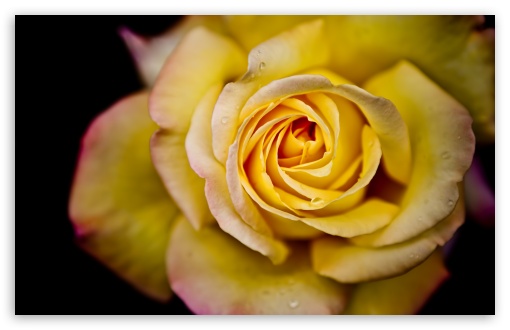 Yellow Rose Macro HD wallpaper for Wide 16:10 Widescreen WHXGA WQXGA WUXGA WXGA ;