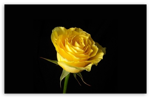 background wallpaper hd. Red Rose Background Yellow