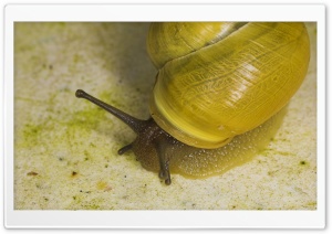 Yellow Snail HD Wide Wallpaper for Widescreen