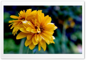Yellow Summer Evening HD Wide Wallpaper for Widescreen