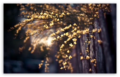 Yellow Tree Blossom HD wallpaper for Wide 16:10 Widescreen WHXGA WQXGA WUXGA WXGA ;