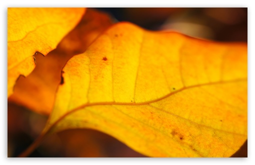 Yellow Walnut Leaves wallpaper for Wide 16:10 Widescreen WHXGA WQXGA WUXGA WXGA ;