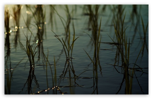 Young Rice in a Rice Paddy HD wallpaper for Wide 16:10 Widescreen WHXGA WQXGA WUXGA WXGA ;