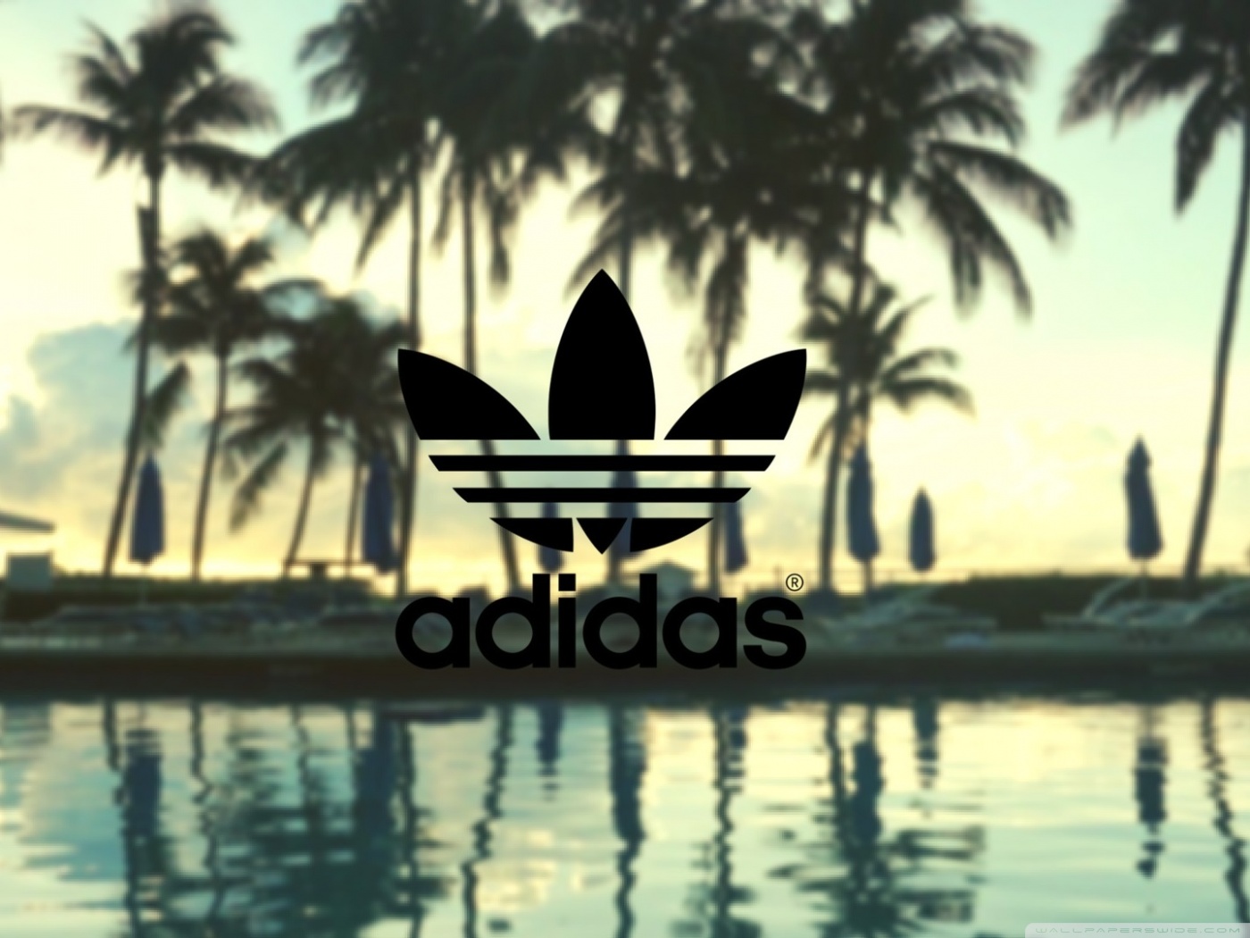 Adidas Palm Trees Background Ultra HD Wallpaper for 4K UHD TV Desktop Widescreen UltraWide Display Smartphone Tablet Devices