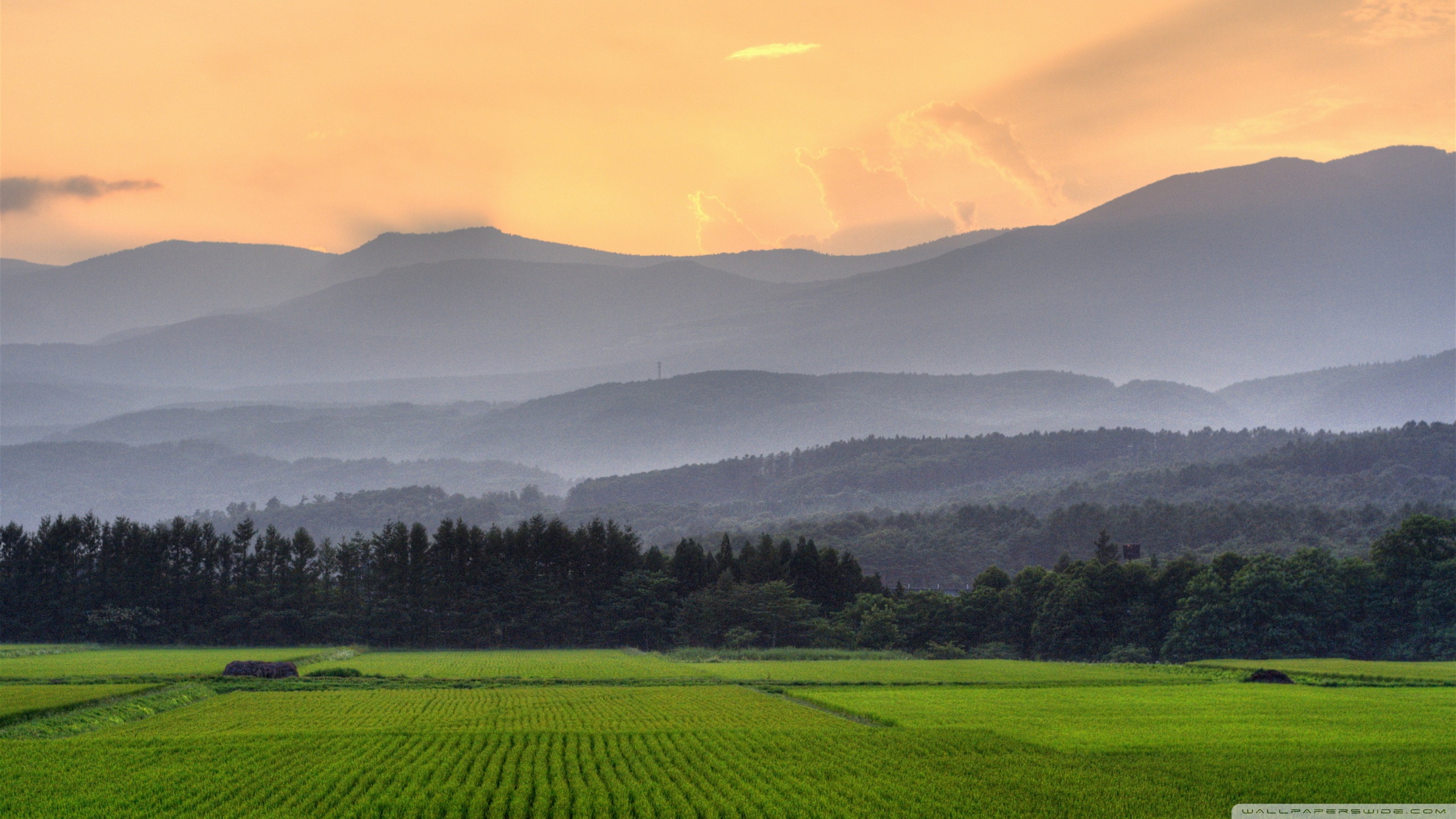 Agriculture Ultra HD Desktop Background Wallpaper for 4K UHD TV : Tablet :  Smartphone