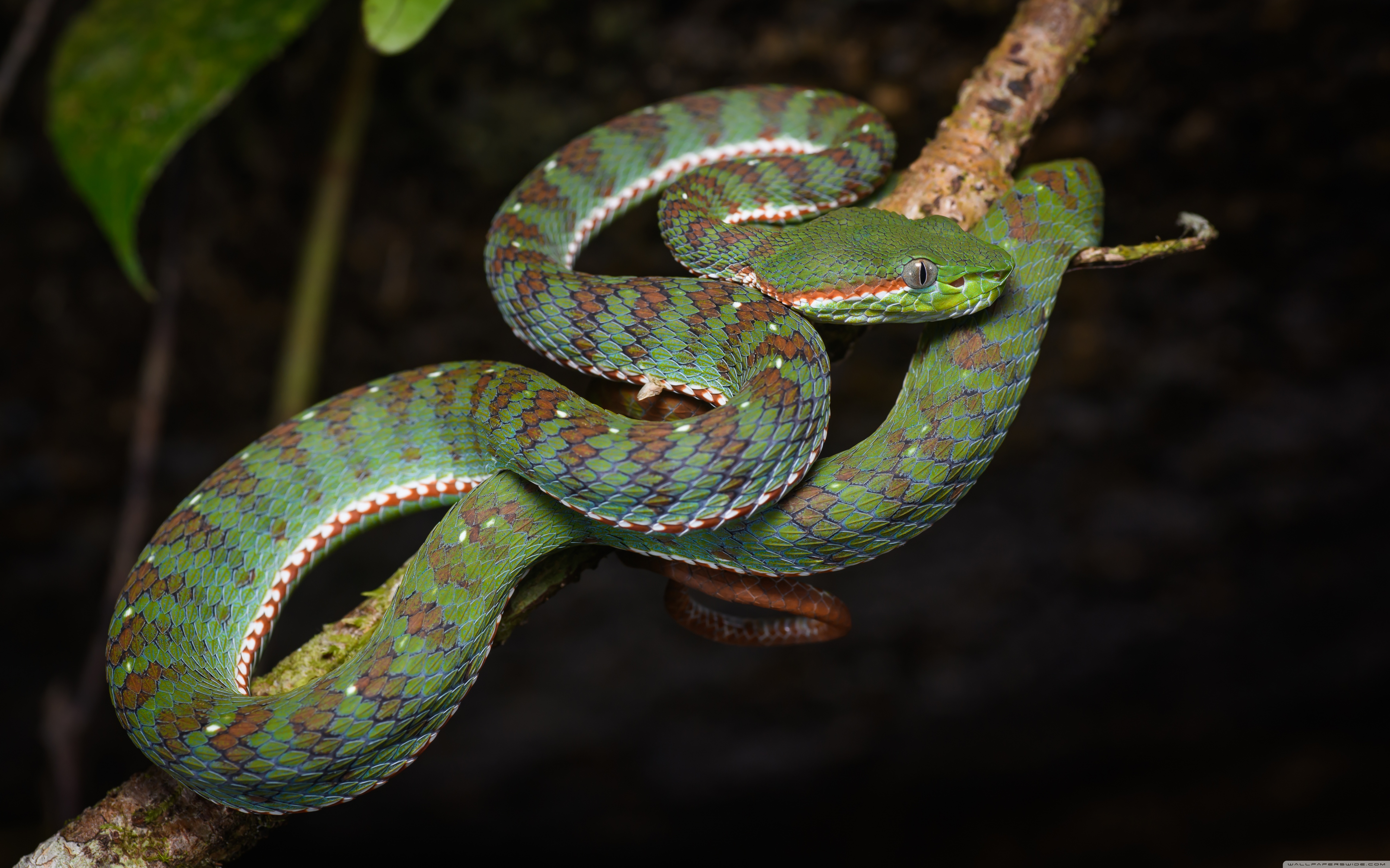 Asian Banded Pit Viper Snake Ultra HD Desktop Background Wallpaper for ...