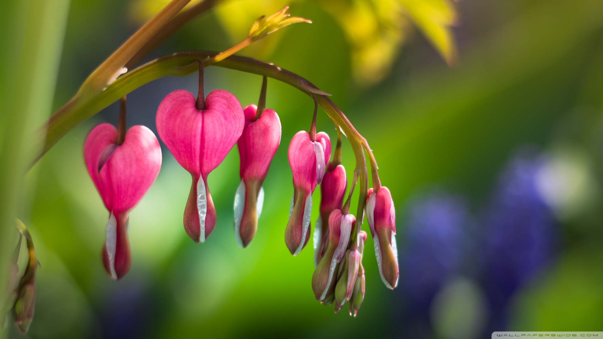 Asian Bleeding Heart Flower Ultra HD Desktop Background Wallpaper for ...