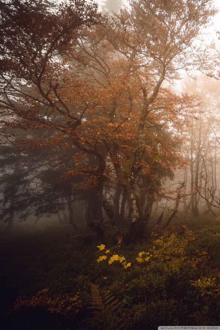 Autumn Deciduous Forest Ultra HD Desktop Background Wallpaper for 4K ...