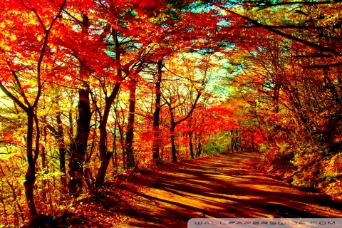 Autumn Forest Ultra HD Desktop Background Wallpaper for : Multi Display ...