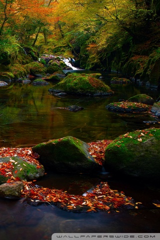 Autumn Forest River Ultra HD Desktop Background Wallpaper for 4K UHD TV ...