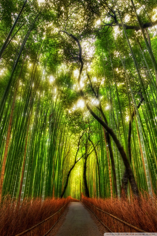 Bamboo Forest iPhone Wallpaper HD  Bamboo wallpaper, Forest wallpaper,  Bamboo forest