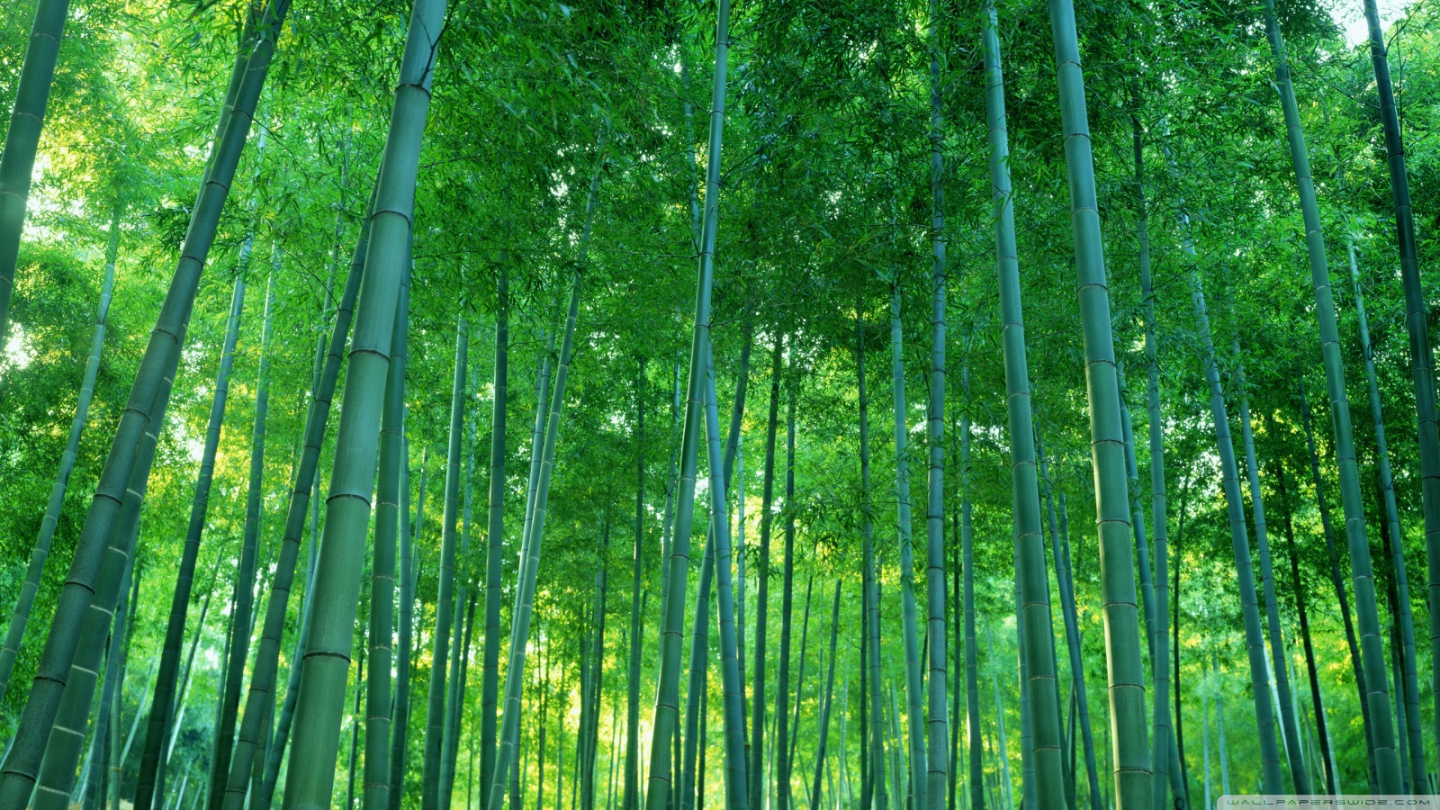 HD bamboo forest wallpapers  Peakpx