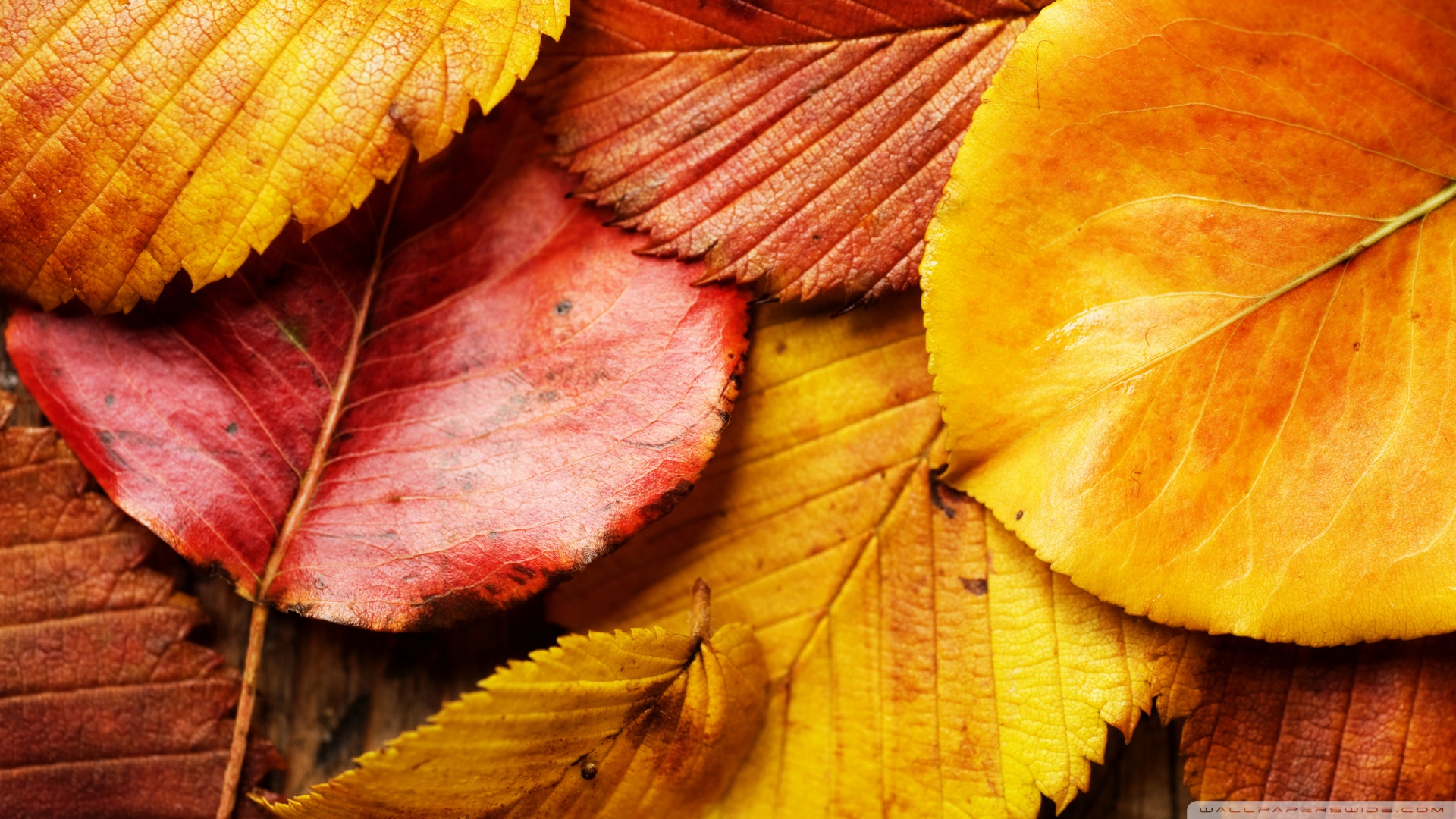 autumn leaves desktop background