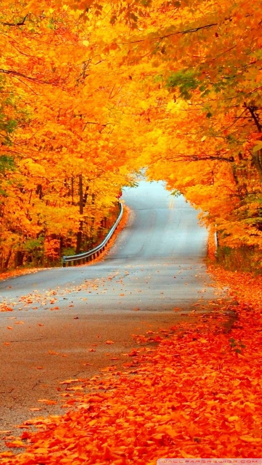 Beautiful Autumn Orange Trees, Road Ultra HD Desktop Background ...