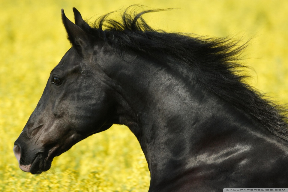 Black Horse iPhone, Black Beauty HD phone wallpaper