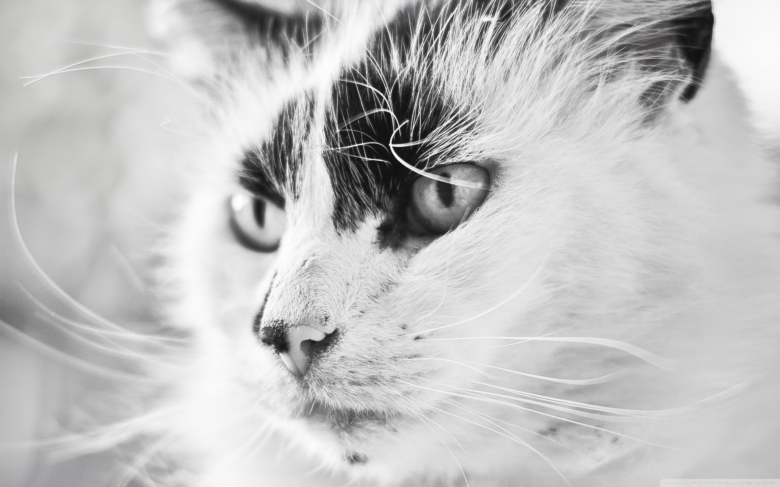 Котик чб
