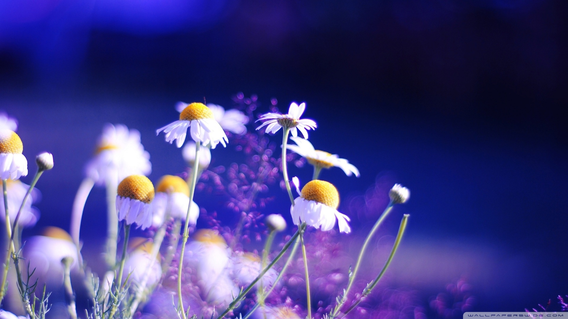 Beautiful Chamomile Flowers Ultra HD Desktop Background Wallpaper for ...