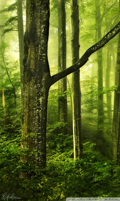 Misty Green Forest, green, nature, forests, trees, mists, fog, HD wallpaper  | Peakpx
