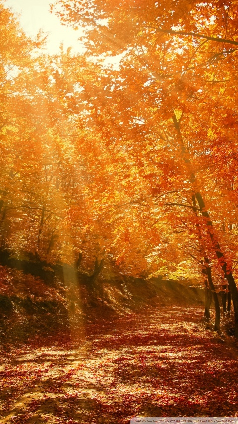Beautiful Nature Image, Autumn, Forest Ultra HD Desktop Background ...