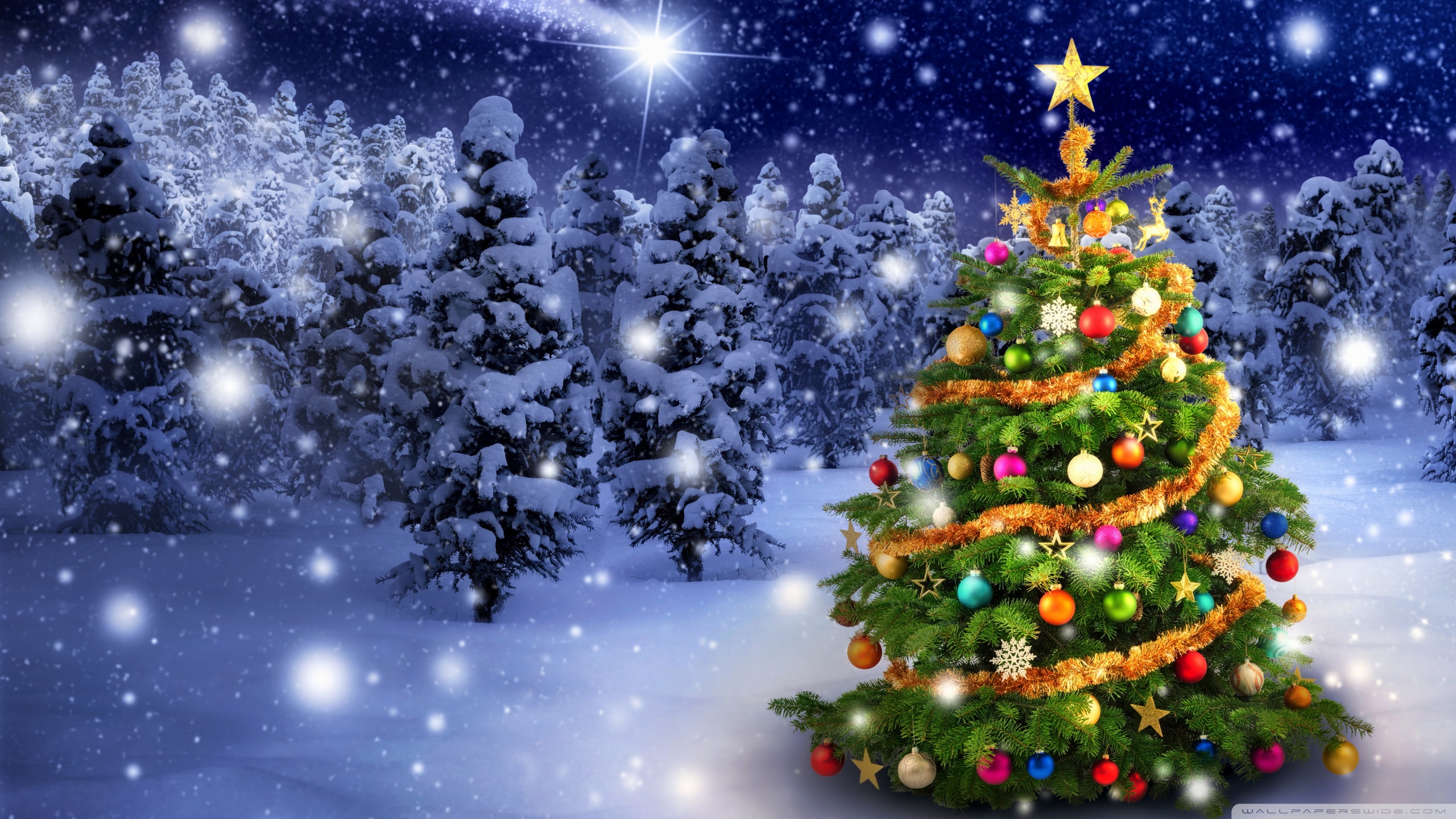 Beautiful Outdoor Christmas Tree Ultra HD Desktop Background Wallpaper ...