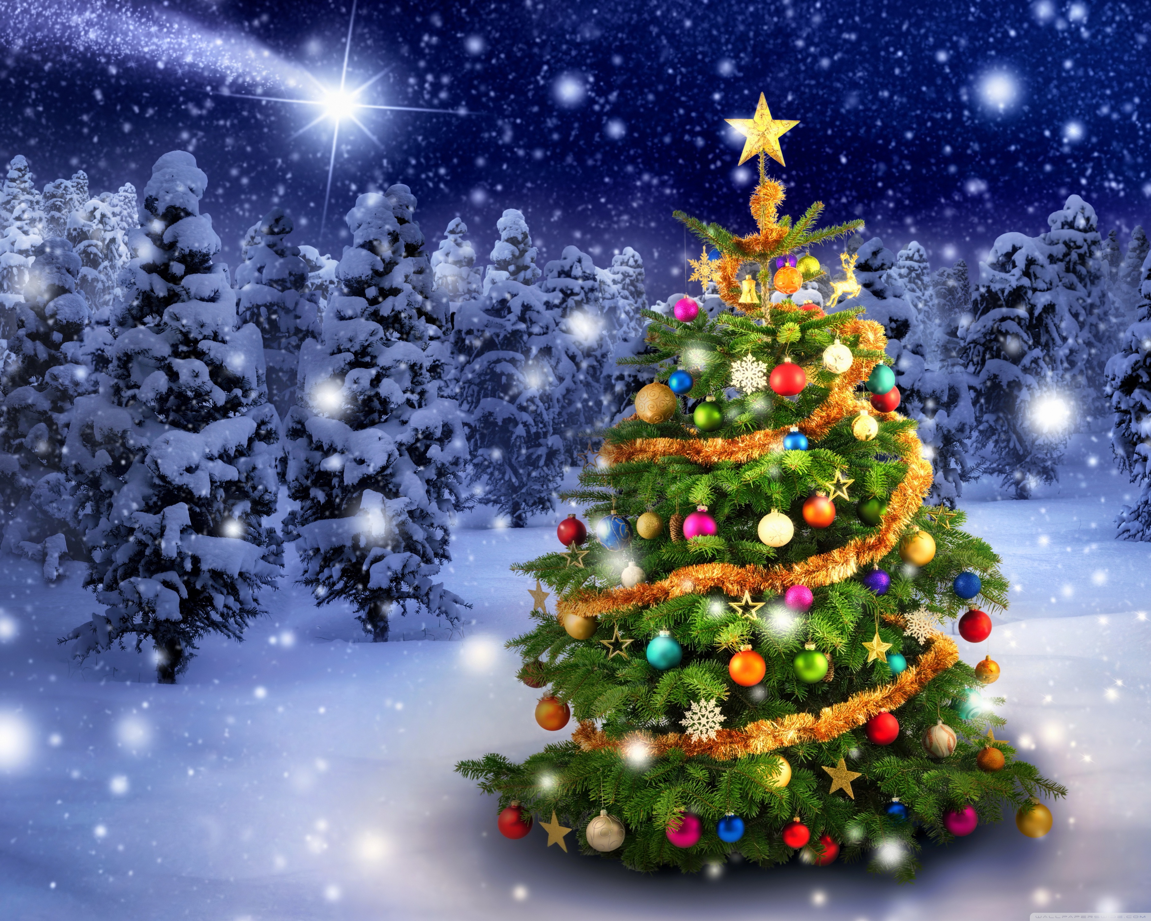 Beautiful Outdoor Christmas Tree Ultra HD Desktop Background Wallpaper ...