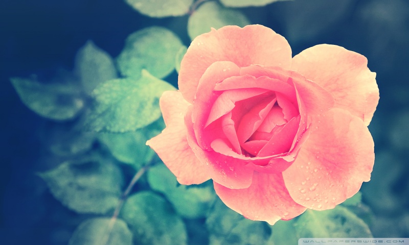 Beautiful Pink Rose in the Garden Ultra HD Desktop Background Wallpaper ...