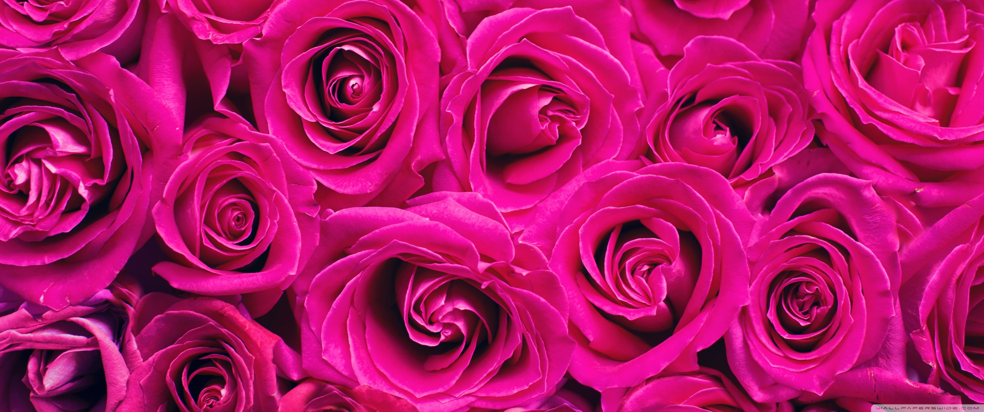 Beautiful Roses Flowers Background Ultra HD Desktop Background ...