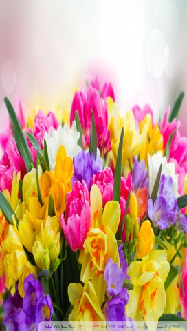 Beautiful Spring Flowers Ultra HD Desktop Background Wallpaper for 4K ...
