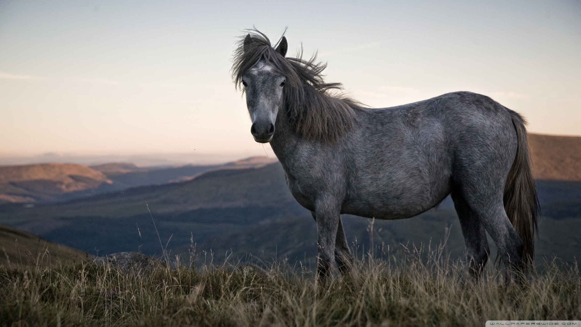 80,217 Horse Wallpaper Images, Stock Photos & Vectors | Shutterstock