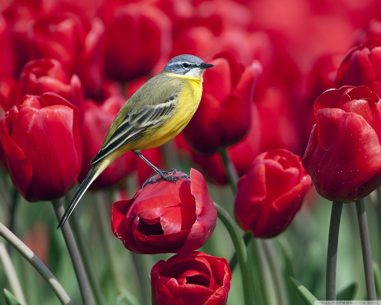 Bird and Red Tulips Ultra HD Desktop Background Wallpaper for 4K UHD TV ...