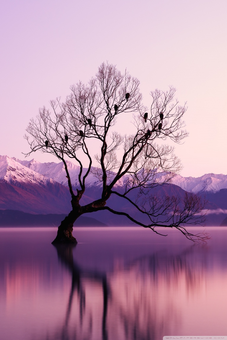 Birds, Tree, Lake, Water Ultra HD Desktop Background Wallpaper for 4K ...