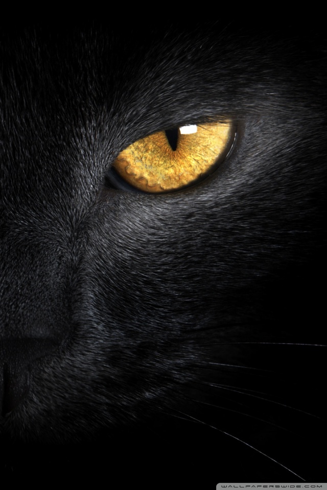 Free download Black Cat In The Dark Wallpaper Free iPhone Wallpapers  [540x960] for your Desktop, Mobile & Tablet | Explore 50+ Black Cat iPhone  Wallpaper | Wallpaper Black Cat, Black Cat Background,