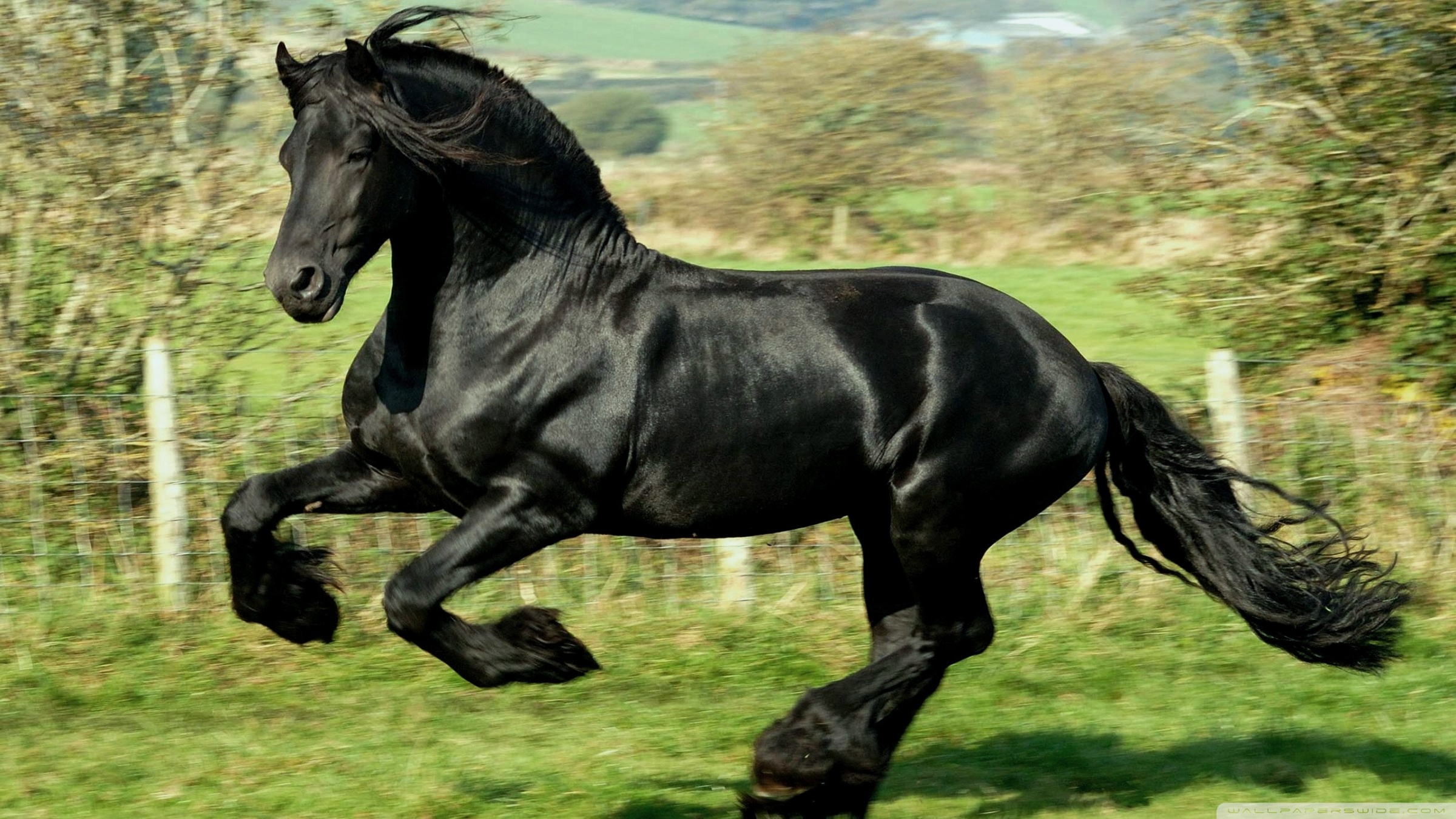 Black horse HD wallpapers