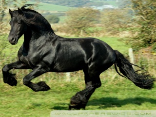 Running Horse Mobile - Black Horse Wallpaper Download | MobCup