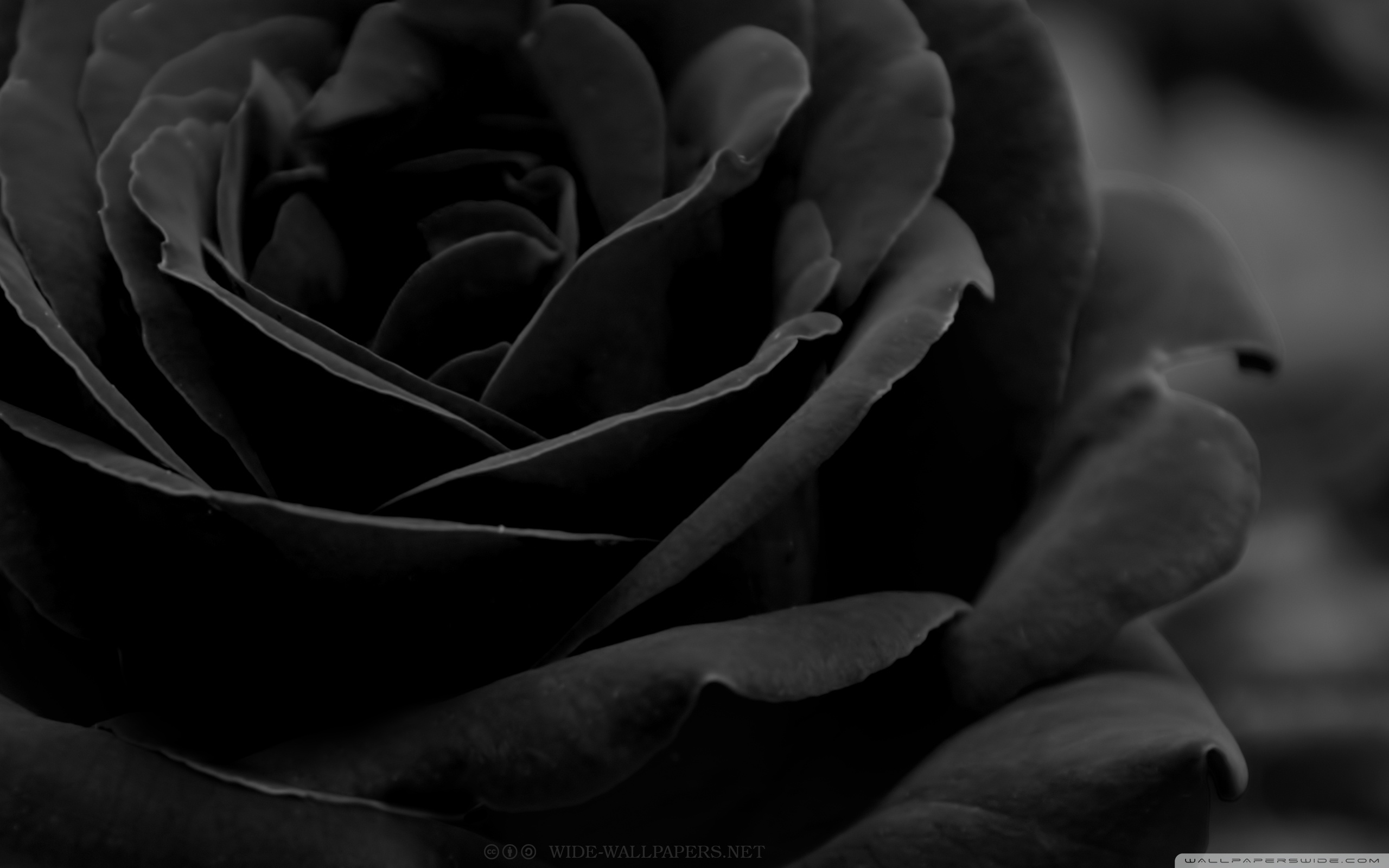 Black Rose Background 52 pictures