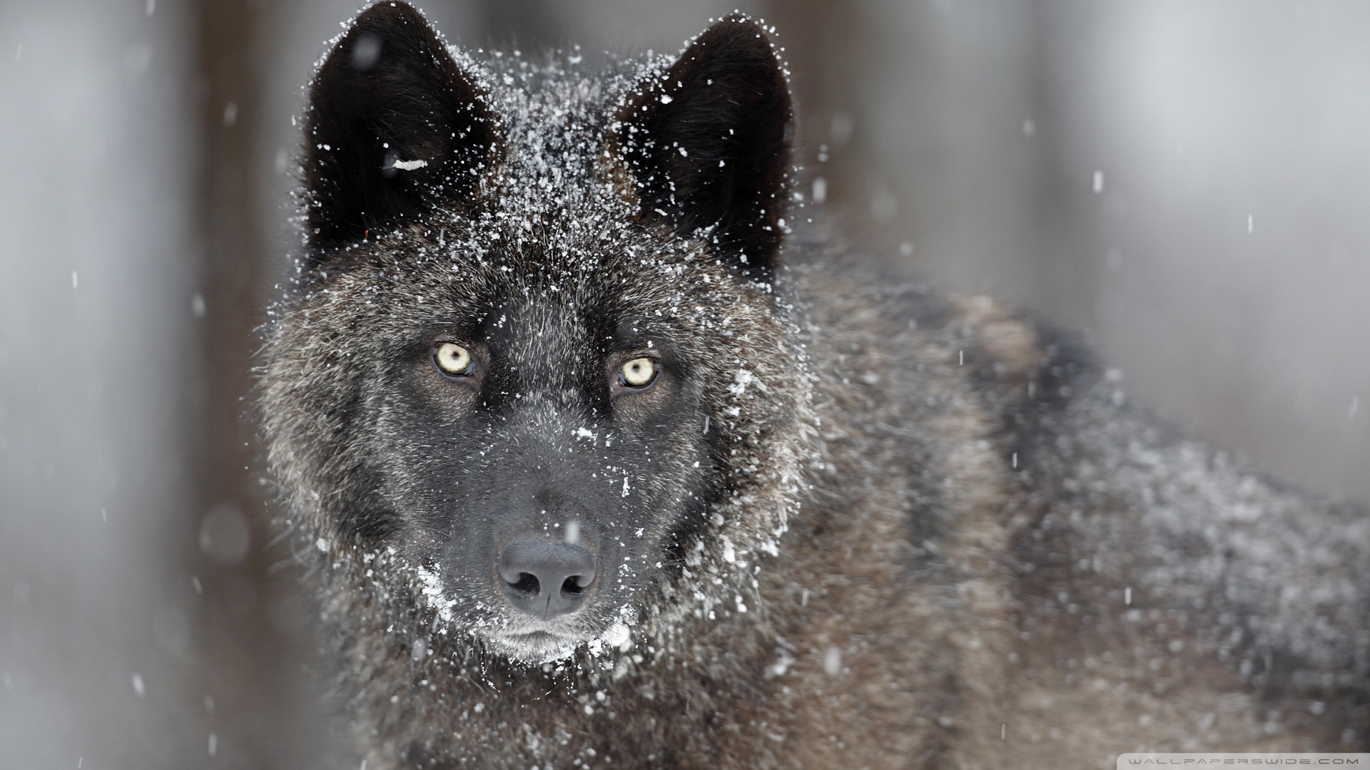 Black Wolf Wallpaper 4K / You can also upload and share your favorite ...