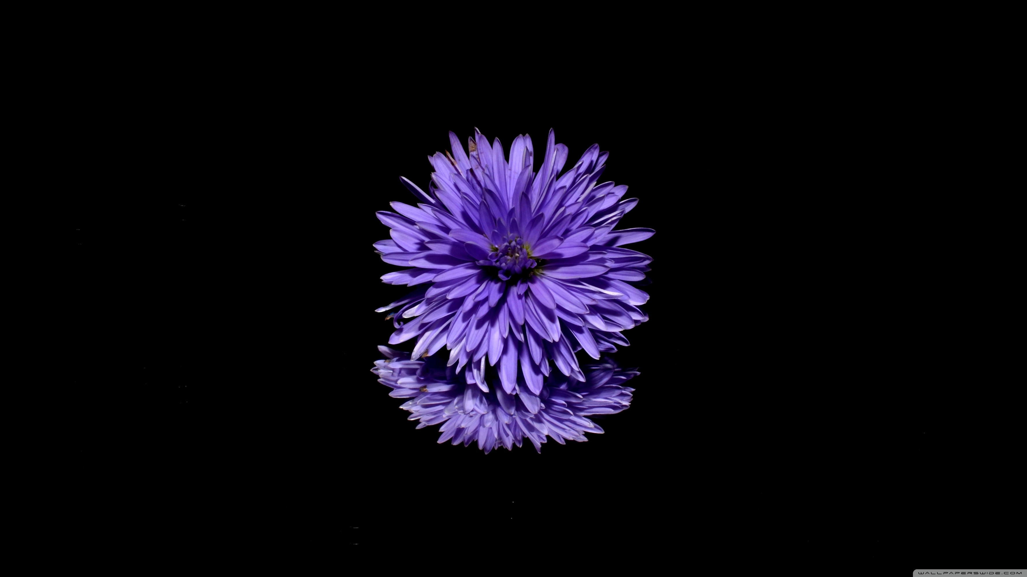 Blue Flower, Black Background Ultra HD Desktop Background Wallpaper for 4K  UHD TV : Widescreen & UltraWide Desktop & Laptop : Multi Display, Dual  Monitor : Tablet : Smartphone