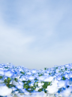 Premium AI Image | Blue flowers wallpapers for iphone and android. these blue  flowers wallpapers will make your iphone and android. blue wallpaper, blue  wallpaper, flower wallpaper, iphone wallpaper