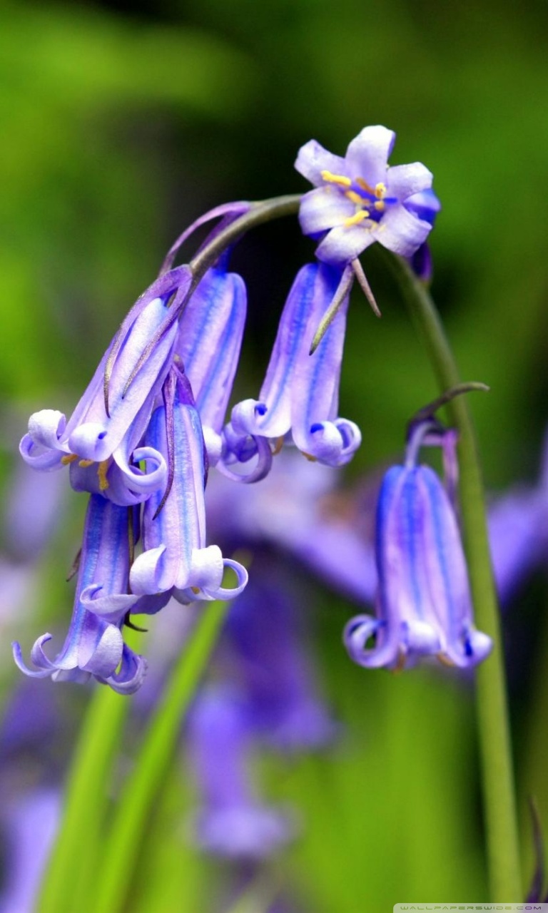Bluebells Flowers, Perivale Wood Ultra HD Desktop Background Wallpaper ...