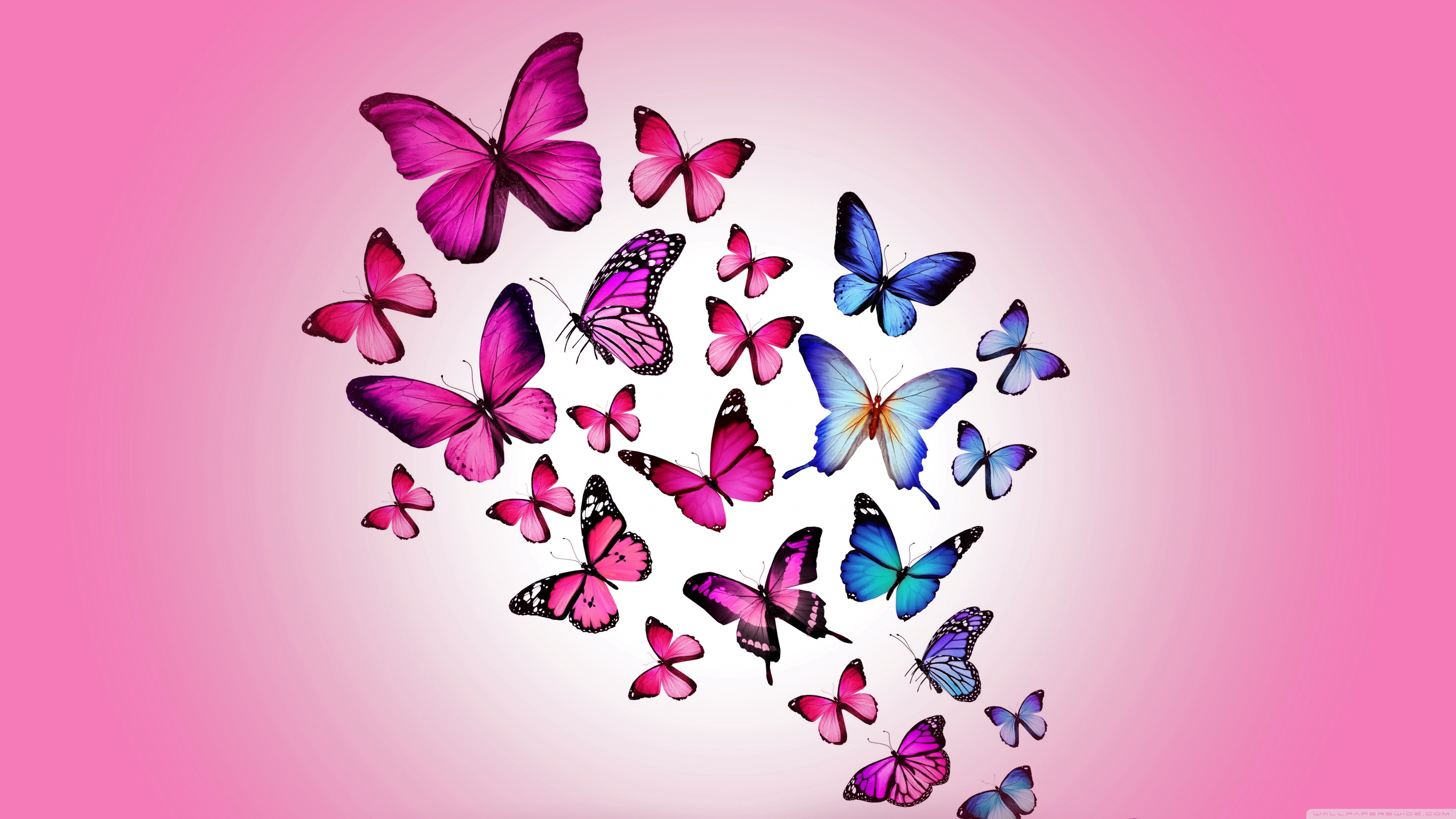 Cute Butterfly Computer Wallpapers  PixelsTalkNet