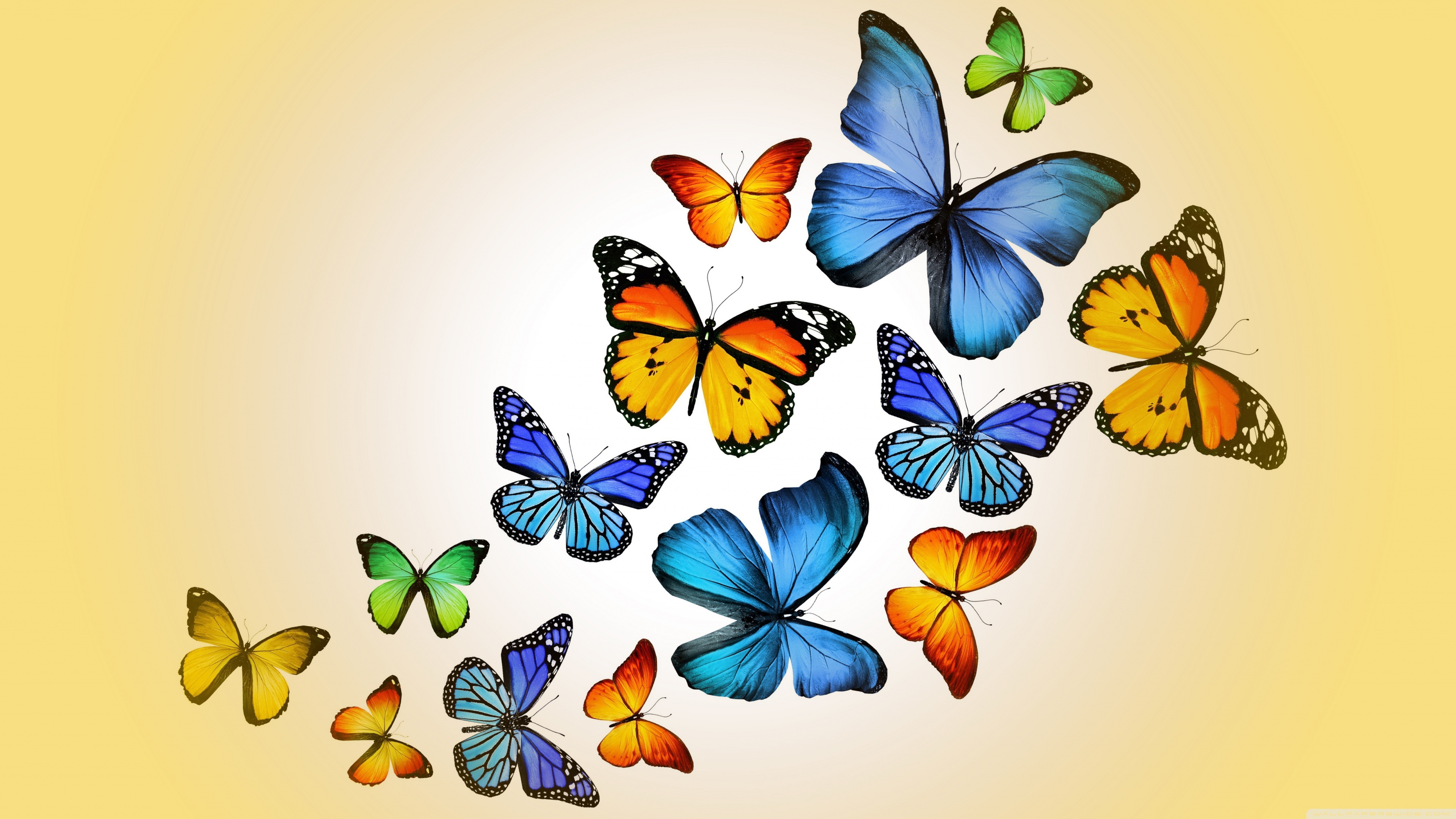 4K Wallpaper HD  Butterfly in  Apps on Google Play