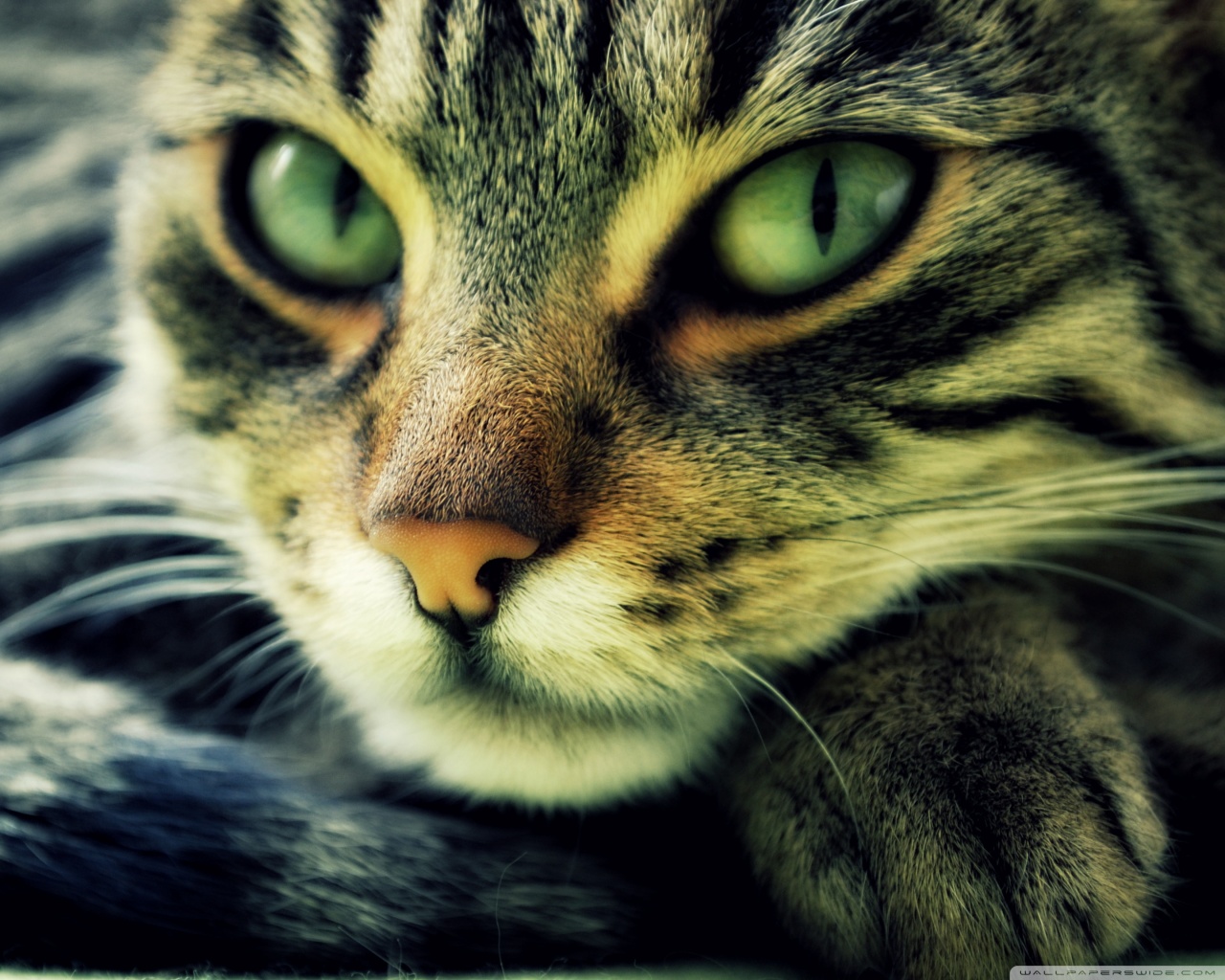 Cat Ultra HD Desktop Background Wallpaper for 4K UHD TV : Widescreen ...