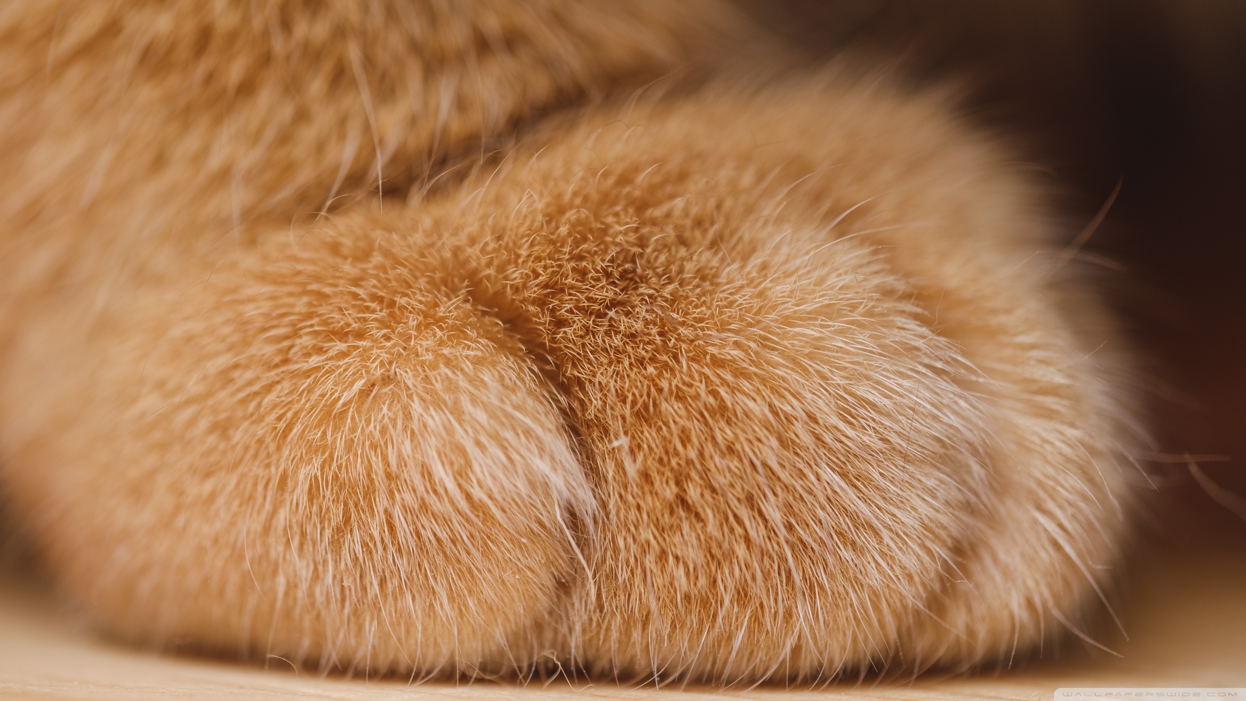 30000 Cat Paw Pictures  Download Free Images on Unsplash