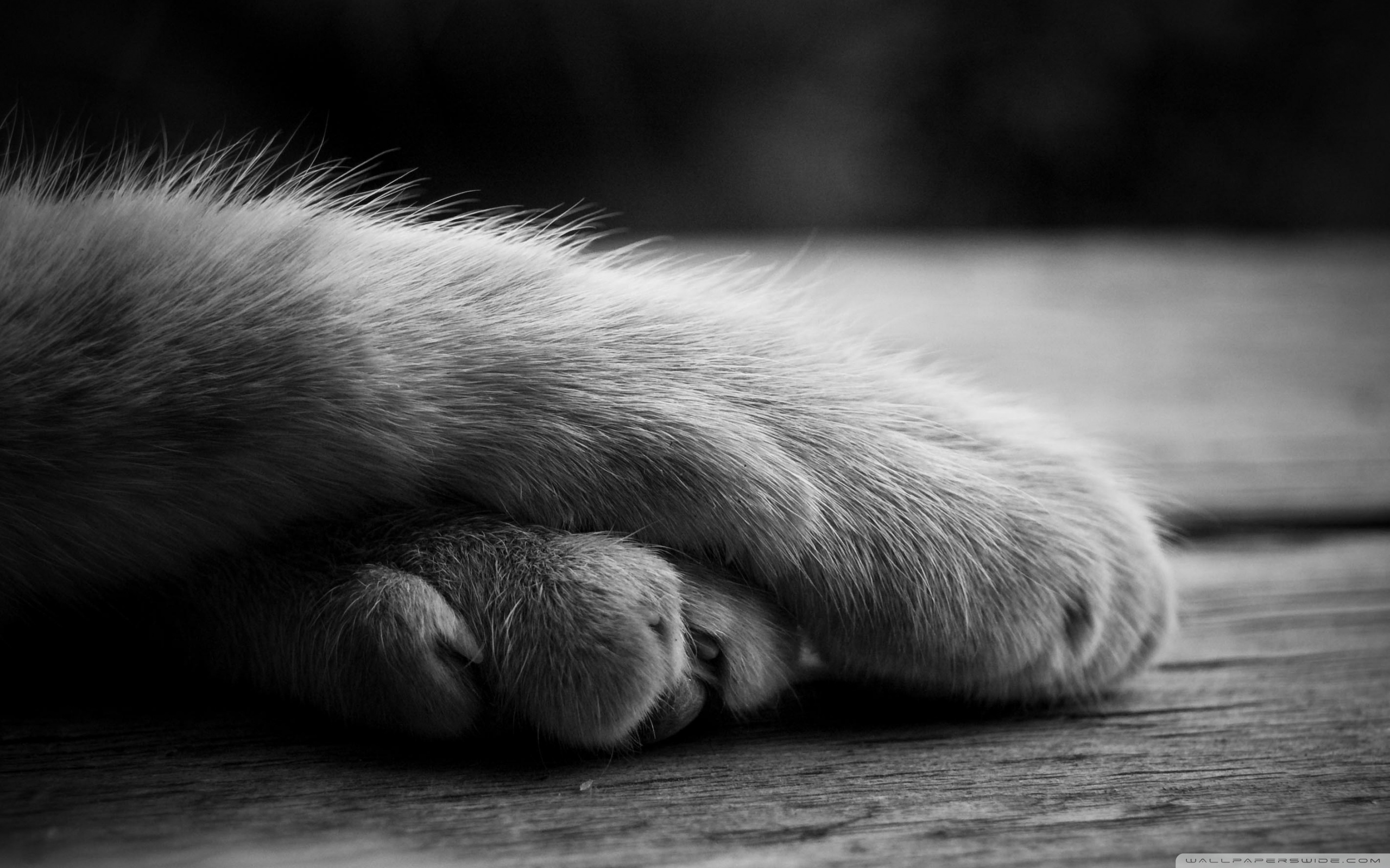 Simple Cute Cat Paw Background Simple Lovely Pet Background Image And  Wallpaper for Free Download