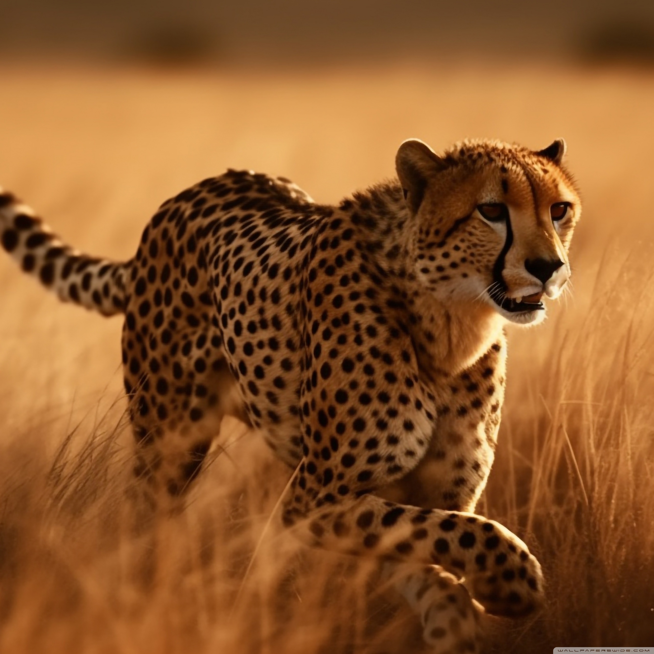 Cheetah Wildlife 4K UHD Wallpaper For UltraHD Desktop And TV Cheetah Wildlife 4K UHD Wallpaper For UltraHD Desktop And TV