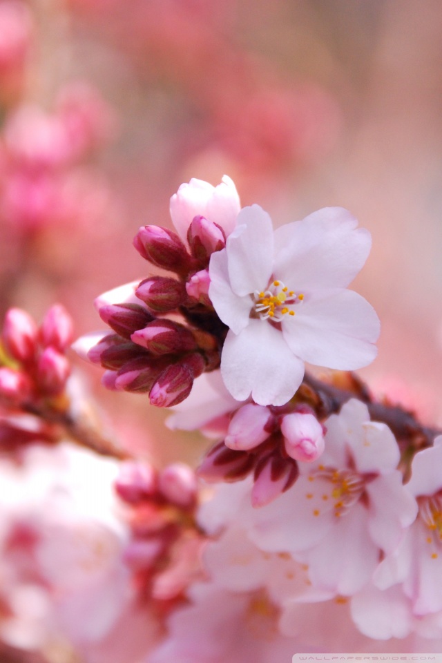 Cherry Blossom Buds Ultra HD Desktop Background Wallpaper for 4K UHD TV ...